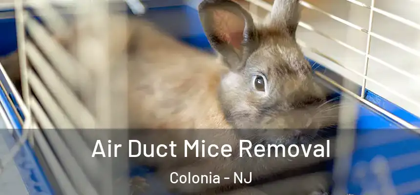Air Duct Mice Removal Colonia - NJ